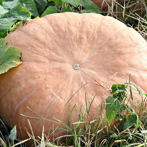 국내산 손질 늙은호박 1kg 2kg 3kg