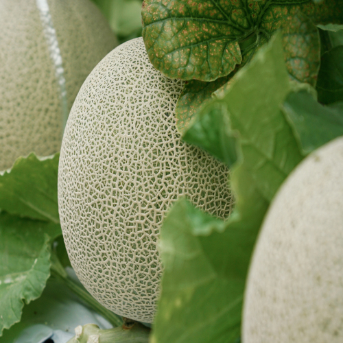 산지직송 국내산 프리미엄 머스크 메론
