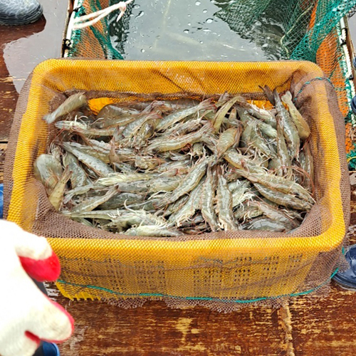 산지직송 활 흰다리 새우